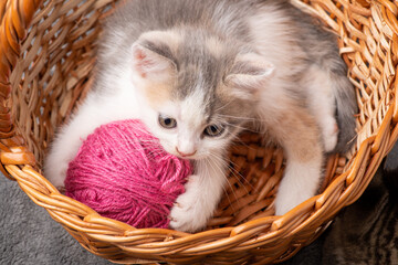 Fototapeta na wymiar Funny little kitten playing with clew of pink thread in the basket. Playful kitten
