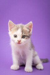 Fototapeta na wymiar Adorable little kitten on violet background. Studio shot of white fluffy newborn cat