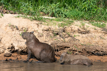 The capybara (Hydrochoerus hydrochaeris)