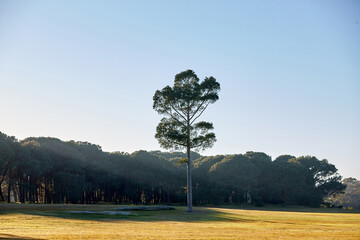 Lone pine tree at the edge of a forest