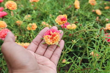 Fototapeta na wymiar Colorful flower Grandiflora, japanese rose or Mose Rose. Beautiful sun plant.