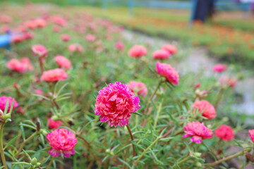 Colorful flower Grandiflora, japanese rose or Mose Rose. Beautiful sun plant.