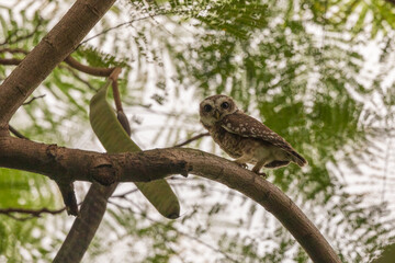 Spotted owlet (Athene brama) at Kolkata, India