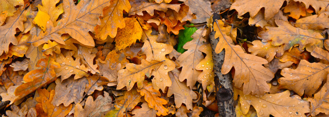 raindrops on yellow oak leaves