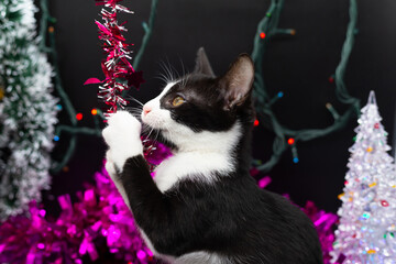 Small black and white cat playing with Christmas decoration. Animals at Christmas