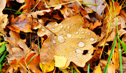 raindrops on yellow oak leaves