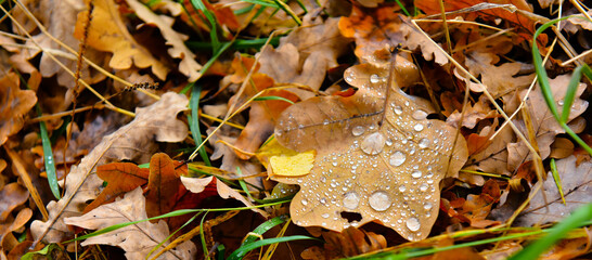 raindrops on yellow oak leaves