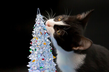 Small black and white cat playing with the Christmas tree. Christmas objects