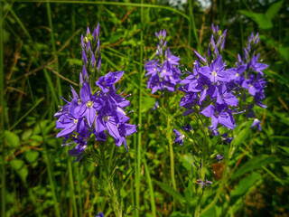 meadow flowers blue campanula