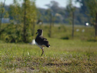 "Tero" in the ground