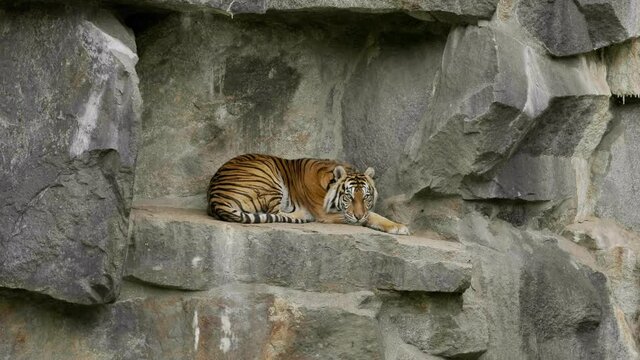 The tiger lies down to rest on the rocks.