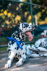 Dalmatian