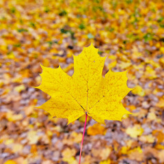 yellow maple leaf on the background of fallen leaves