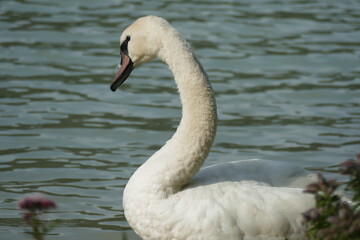 swan on a lake 