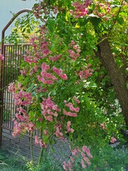 tree with pink flowers  in front porch garden