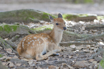 木陰で一休み中の鹿