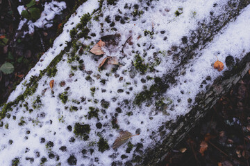 fallen trunk of grey alder in the forest