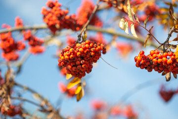 Bright red rowan berries on a branch against a blue sky
