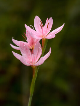 Flowers of Hesperantha coccinea 'Mollie Gould' in a garden in early autumn against a dark background
