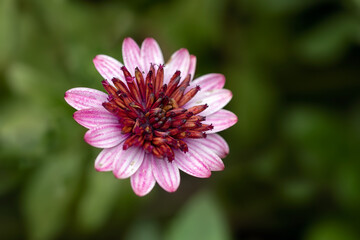 Closeup of a single flower of Osteospermum 'Berry White' in a garden against a dark background
