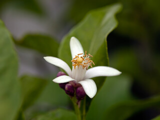 Closeup of a single flower on a lemon tree (Citrus × limon) in a garden in early autumn