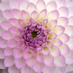 Closeup of flower of Dahlia 'Westerton Ella Grace'