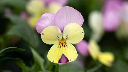 Closeup of single flower of Viola Lemon Rose Wing