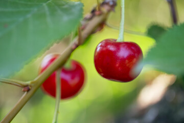 Two ripe red cherries, macro photo. Red berries on a blurry background.