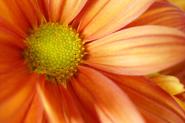 Close up of the centre of an orange chrysanthemum flower with selective focus