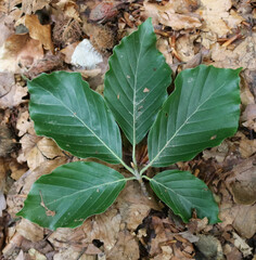 beech leaves