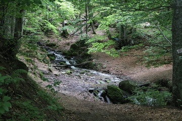 forest stream