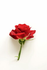 One red rose isolated. Minimal Floral card. Poster