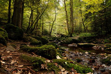 Das wildromantische Mohnbachtal im Schwarzwald