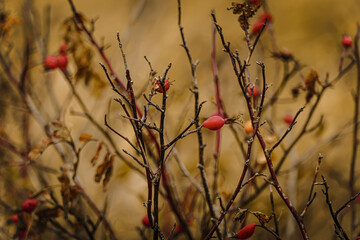 The branches of a rose hip bush with red fruits in the autumn morning