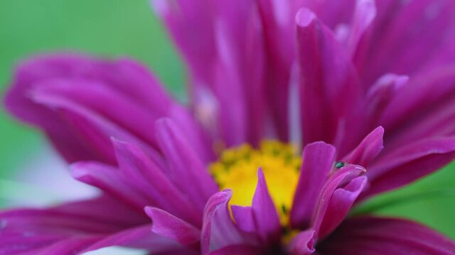 Close-up of pink cosmeya flower