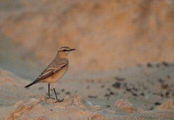 Isabelline Wheatear on linestone rock at Busaiteen coast of Bahrain