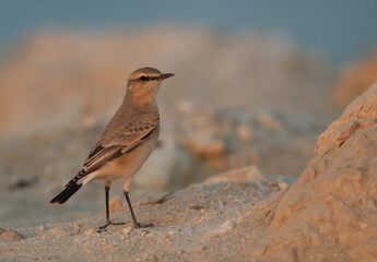 Isabelline Wheatear in the morning hours at Busaiteen coast of Bahrain