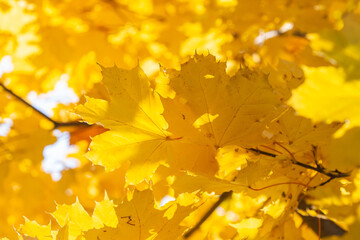 Bright yellow maple leaves on a tree background in autumn