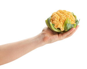 colorful cauliflower in hand path isolated on white