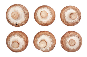brown mushroom path isolated on white