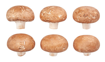 brown mushroom path isolated on white