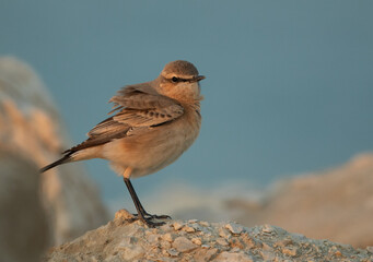 Isabelline Wheatear perched on a mound at Busaiteen coast of Bahrain