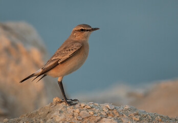 Isabelline Wheatear at Busaiteen coast of Bahrain