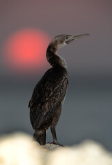 Portrait of a Socotra cormorant during sunrise, Bahrain