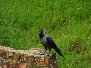 crow on the ground