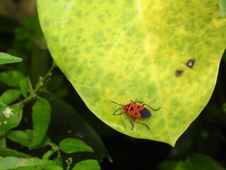 Bug on the leaf