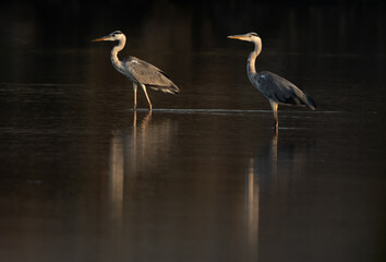 Grey Heron and reflection on water at Tubli bay, Bahrain. Selective focus on the back.