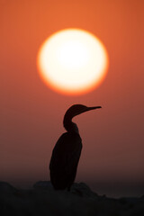 Socotra cormorant and the sun, Bahrain