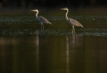 Grey Herons and reflection on water at Tubli bay, Bahrain