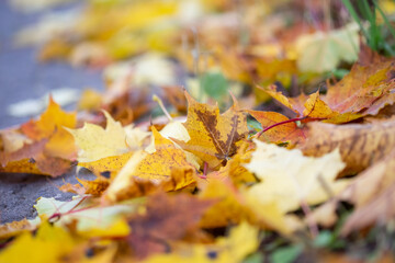 Bright yellow fallen maple leaves on the ground in autumn, selective focus
